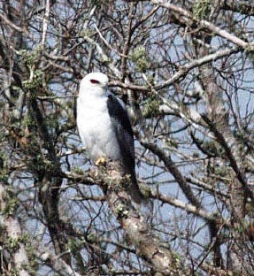 White-tailed%20Kite.jpg