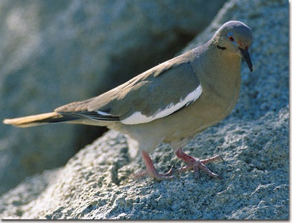 White-winged%20Dove.jpg