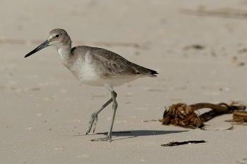 Willet.jpg