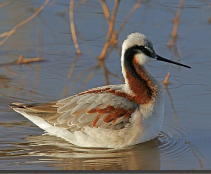 Wilson's%20Phalarope.jpg