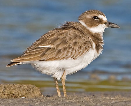 Wilson's%20Plover.jpg