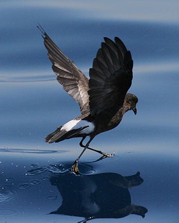 Wilson's%20Storm-Petrel.jpg