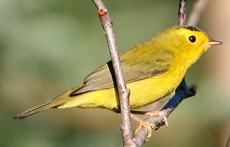 Wilson's%20Warbler.jpg