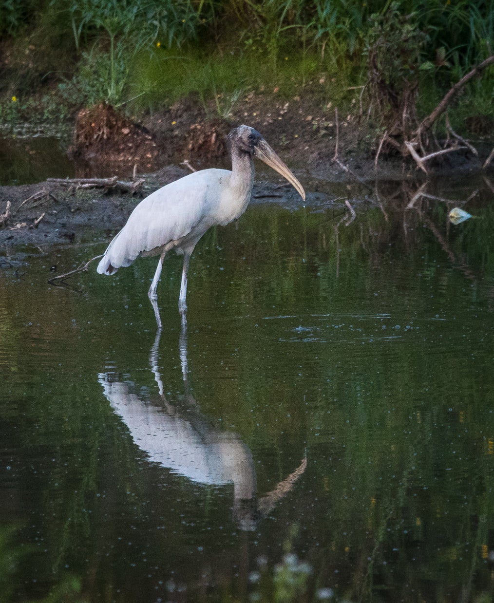 Wood%20Stork-Billy%20Pope.jpg