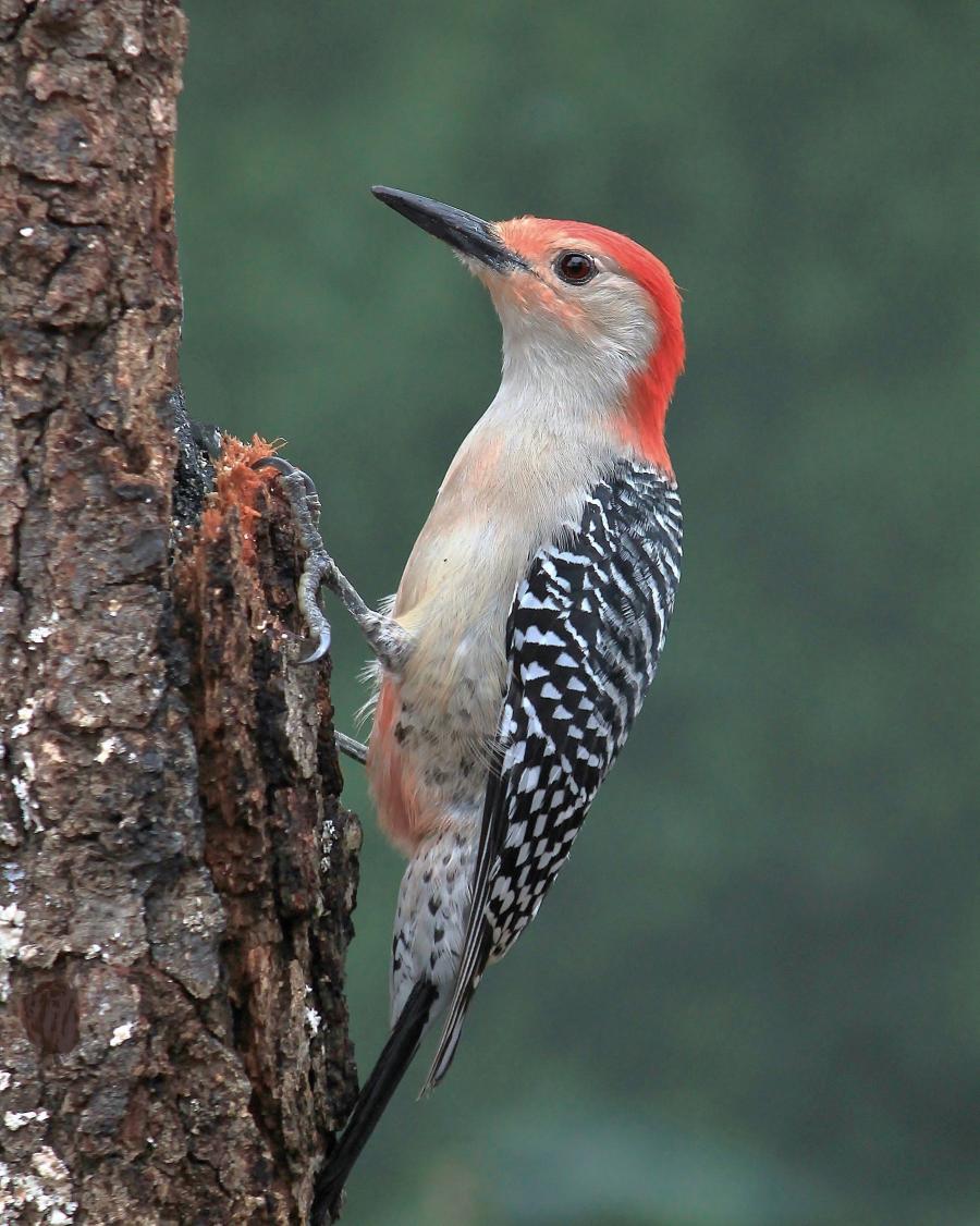 tit forretning Forudsætning Red-bellied Woodpecker | Outdoor Alabama