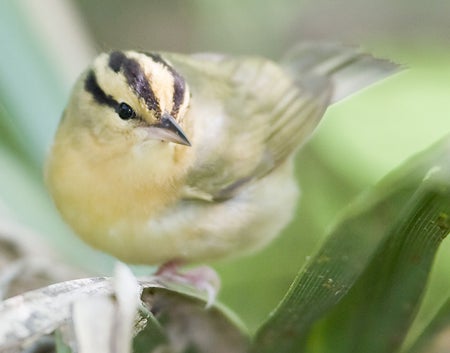 Worm-eating%20Warbler.jpg