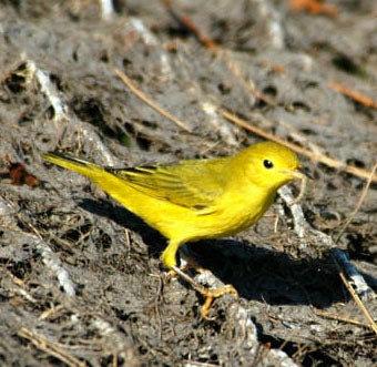 Yellow%20Warbler.jpg