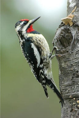 Yellow-bellied%20Sapsucker.jpg