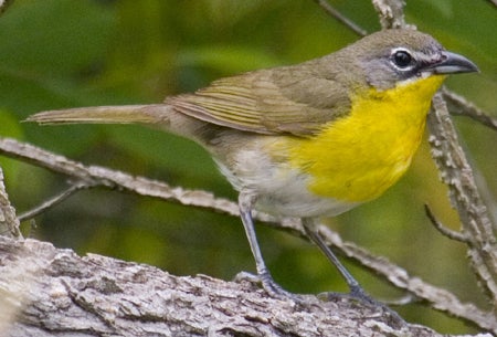 Yellow-breasted%20Chat.jpg