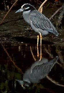 Yellow-crowned%20Night%20Heron%202.jpg