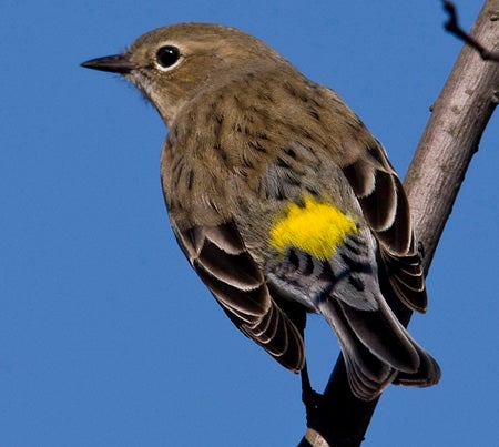 Yellow-rumped%20Warbler.jpg