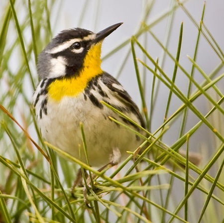 Yellow-throated%20Warbler.jpg