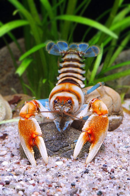 Crayfish  Outdoor Alabama