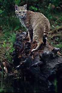 Bobcat.jpg