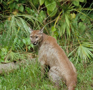 Eastern puma florida cheap