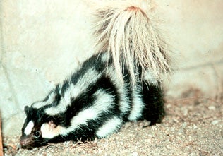 Eastern%20Spotted%20Skunk.jpg