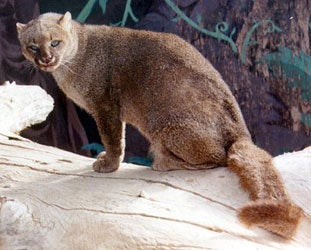 Al cats deals
