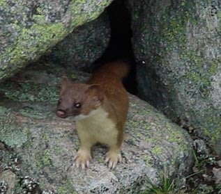 Long-tailed%20Weasel.jpg