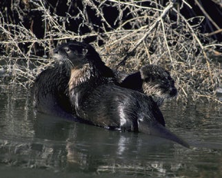 North%20American%20River%20Otter.jpg