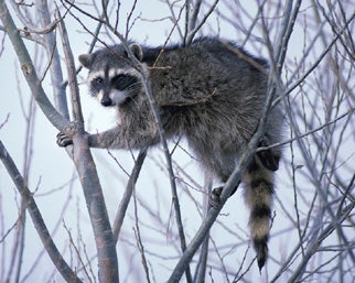 Raccoon.jpg