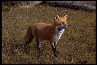 Red%20Fox.jpg