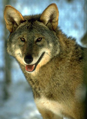 Red%20Wolf.jpg