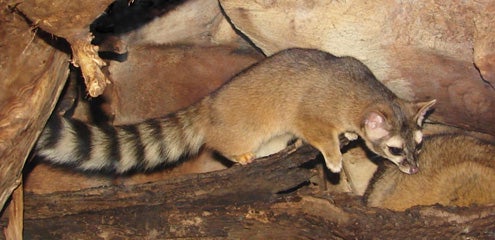 Ringtail.jpg