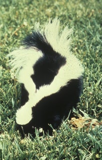 Striped%20Skunk.jpg