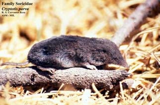 North%20American%20Least%20Shrew.jpg