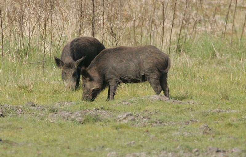 feral hogs