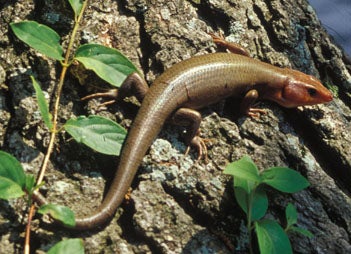 Broad-headed%20Skink.jpg