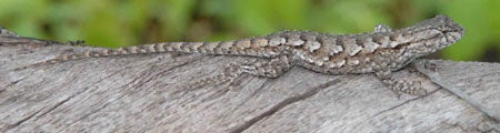 Eastern%20Fence%20Lizard.jpg