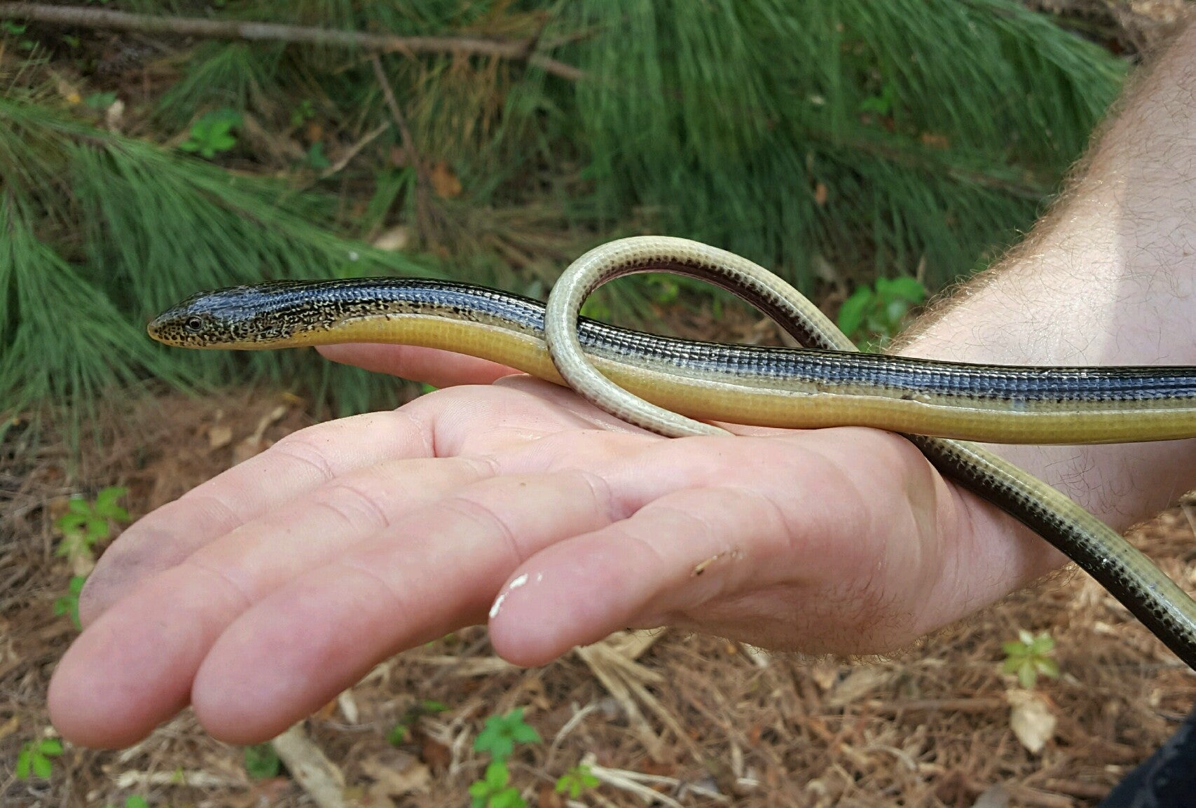 Eastern%20Glass%20Lizard.jpg