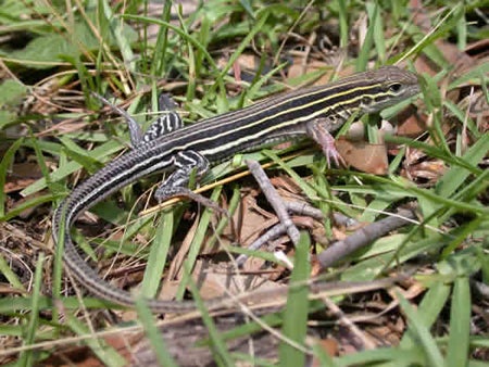 Eastern%20Six-lined%20Racerunner.jpg