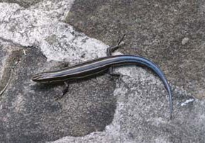 Five-lined%20Skink.jpg