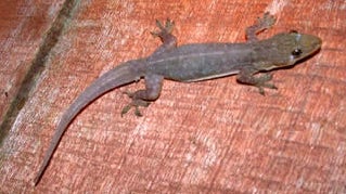 Indo-Pacific%20Gecko.jpg