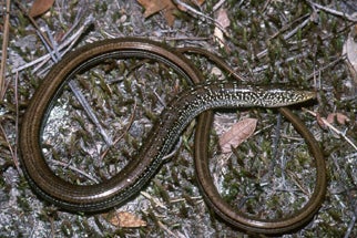 Mimic%20Glass%20Lizard.jpg