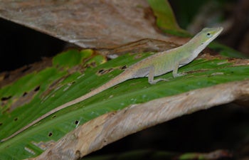 Northern%20Green%20Anole.jpg