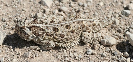 Texas%20Horned%20Lizard.jpg