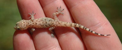 Turkish%20(Mediterranean)%20House%20Gecko.jpg