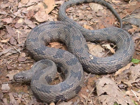 Identification of Venomous Snakes