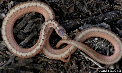 Brownsnake.jpg