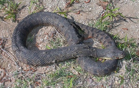 Diamond-backed%20Water%20Snake.jpg