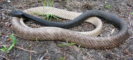 Eastern%20Coachwhip.jpg