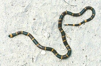 Eastern%20Coral%20Snake.jpg