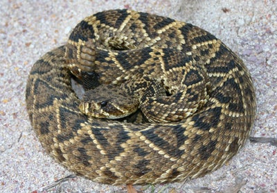 Eastern%20Diamondback%20Rattlesnake.jpg