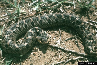 Eastern Hognose Snake - North Carolina