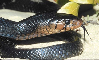 Eastern%20Indigo%20Snake%202.jpg