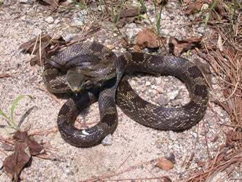 Gray%20Ratsnake%202.jpg