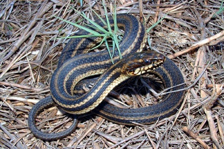 Gulf%20Saltmarsh%20Snake.jpg